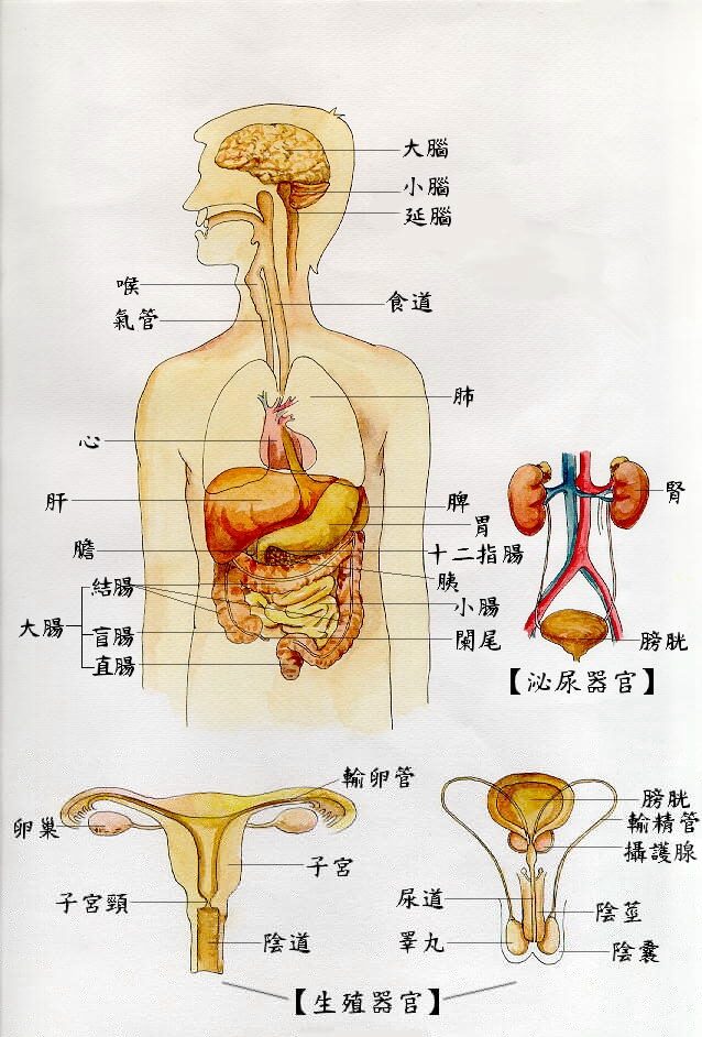 輸精管