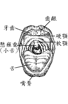 嘴脣