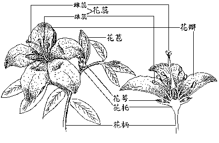 花