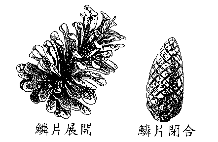 毬果