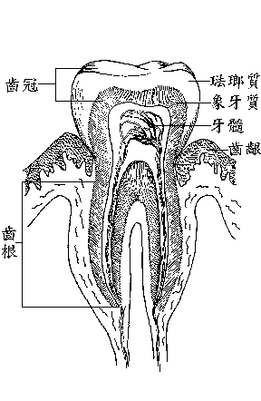 齒齦