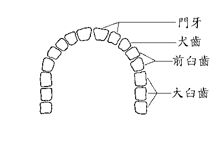 臼齒