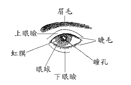 瞳孔