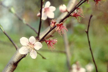 梅花