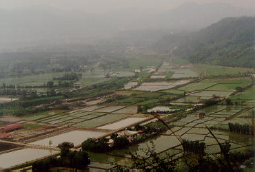 田野